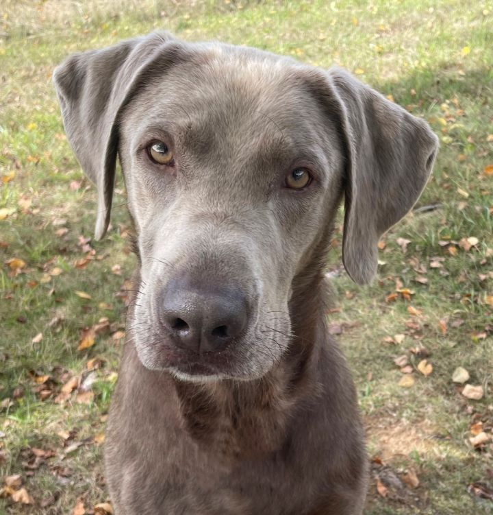 Weimaraner petfinder 2024