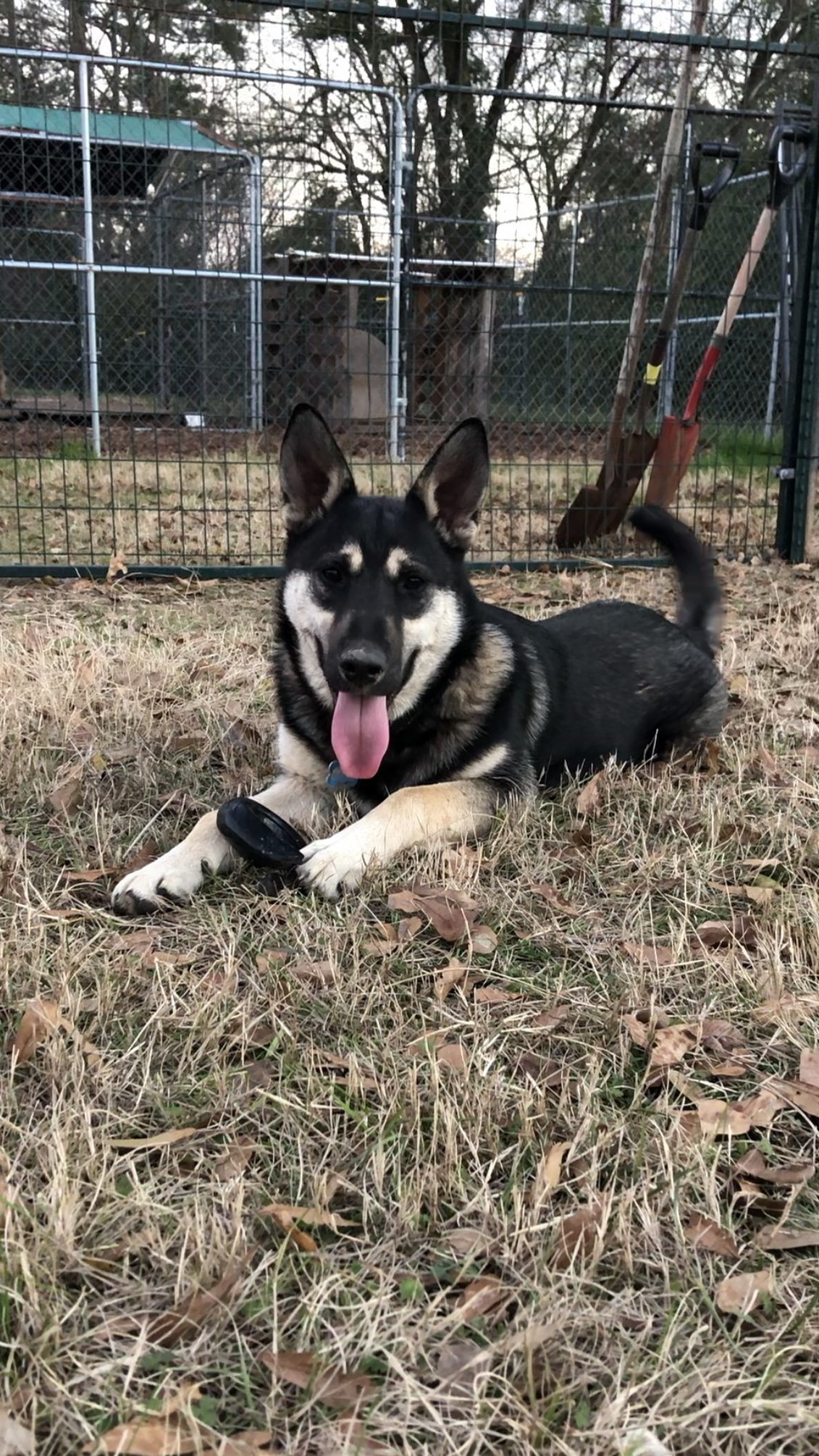 Hoot, an adoptable German Shepherd Dog in Longview, TX, 75605 | Photo Image 2