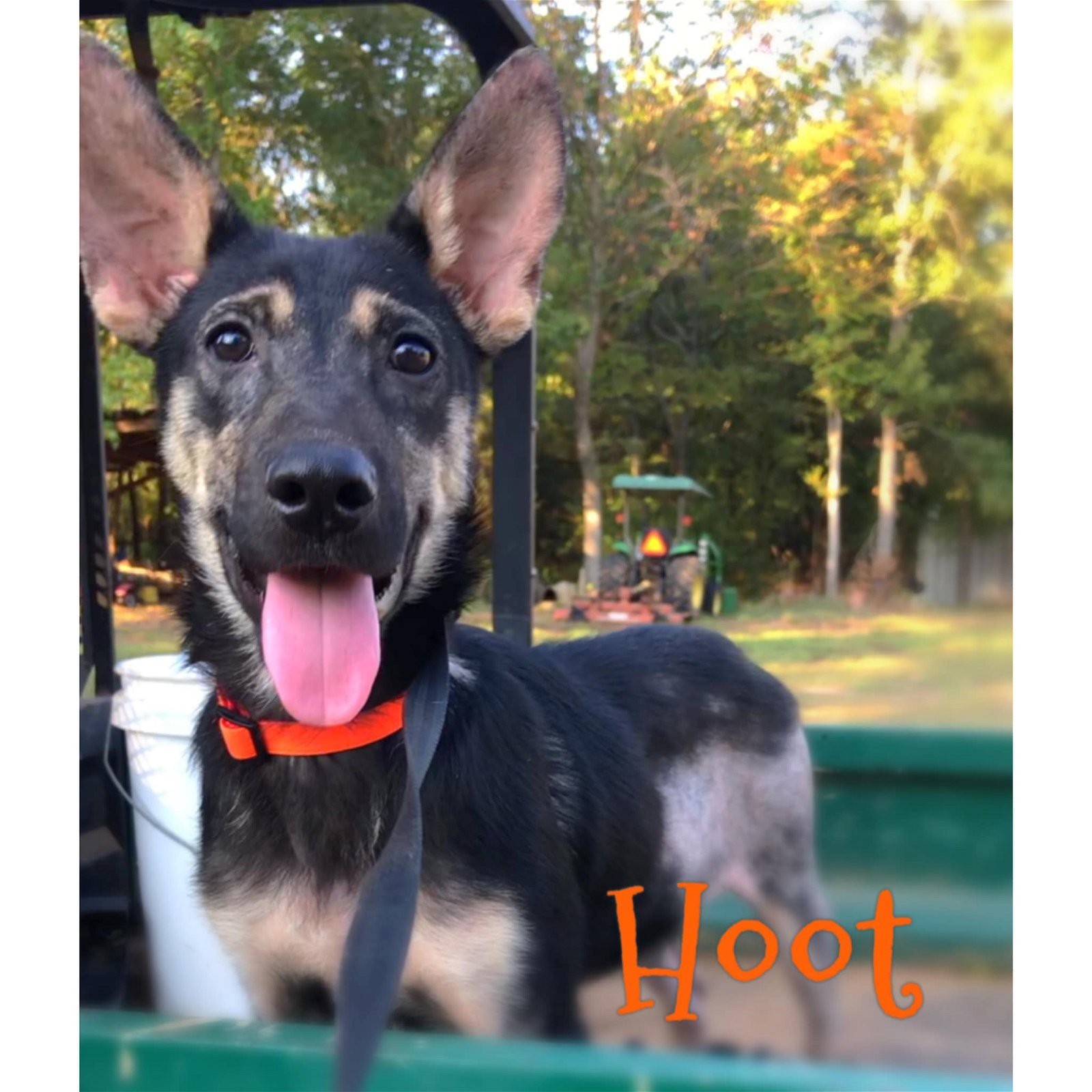 Hoot, an adoptable German Shepherd Dog in Longview, TX, 75605 | Photo Image 3