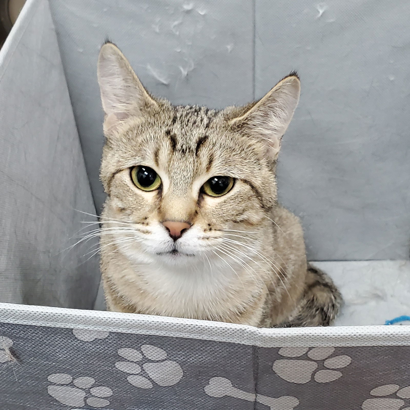 Irma, an adoptable Domestic Short Hair in Estherville, IA, 51334 | Photo Image 1