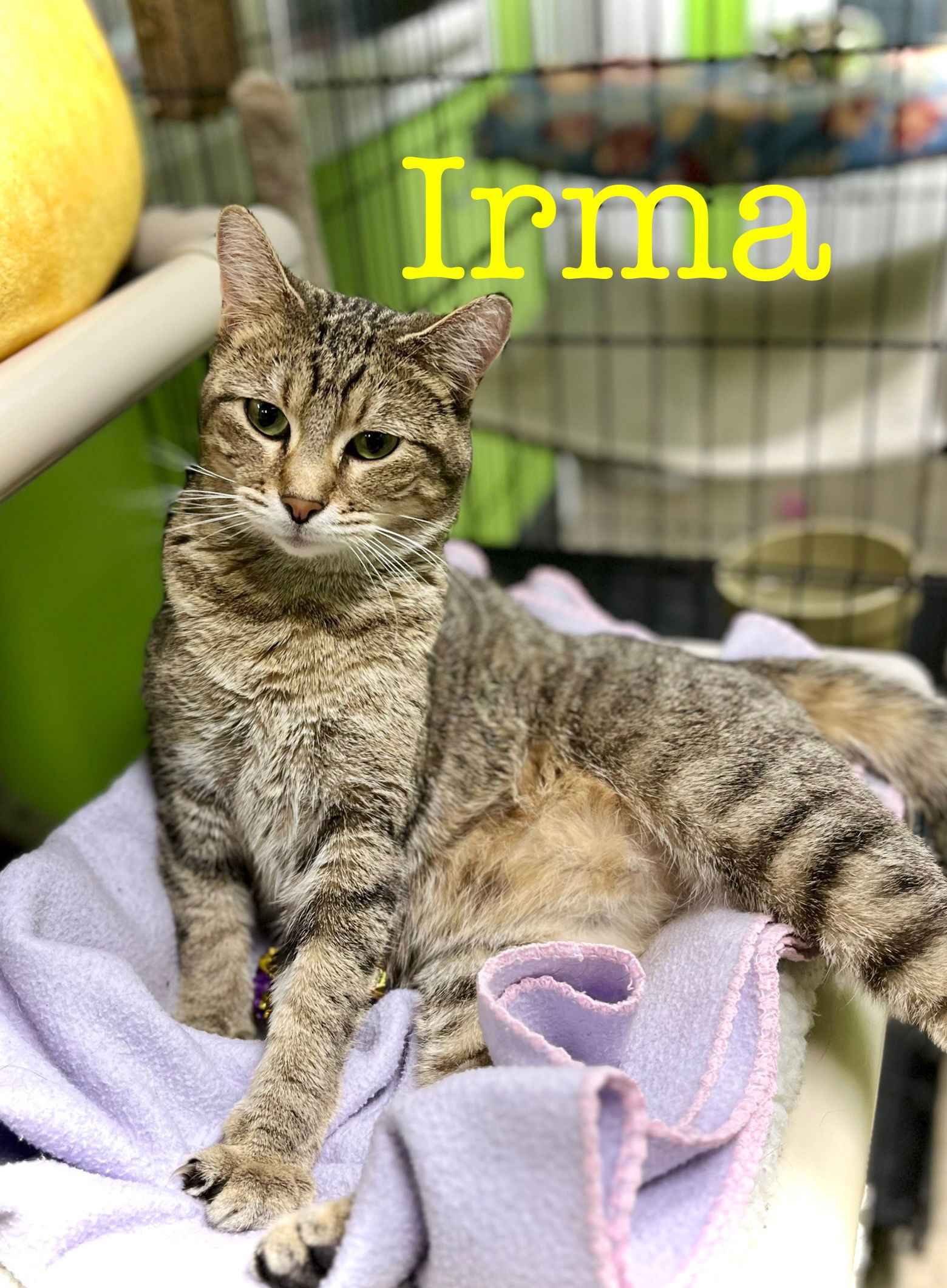 Irma, an adoptable Domestic Short Hair in Estherville, IA, 51334 | Photo Image 1