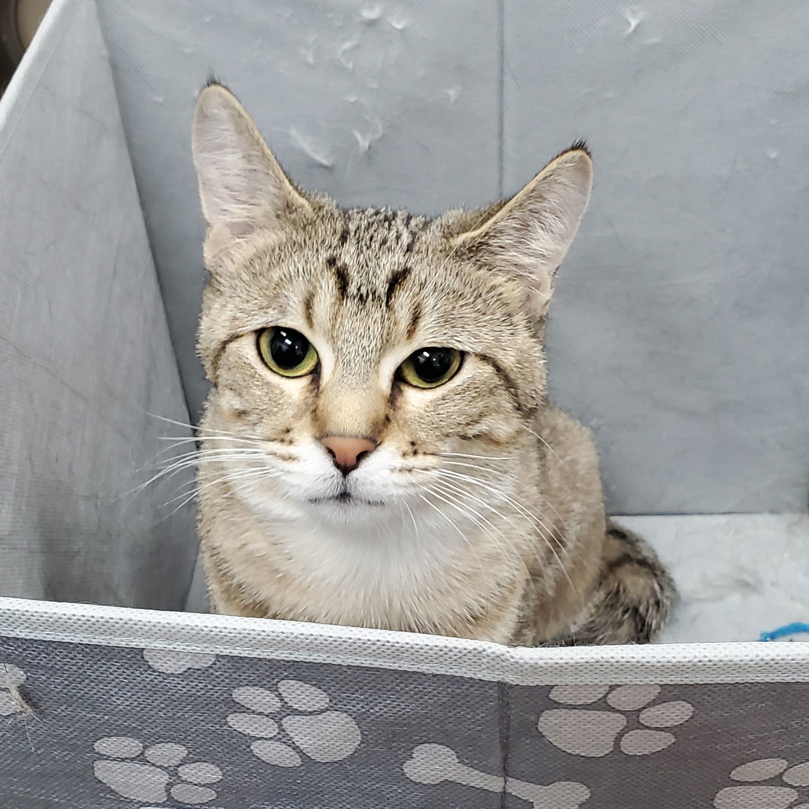 Irma, an adoptable Domestic Short Hair in Estherville, IA, 51334 | Photo Image 2