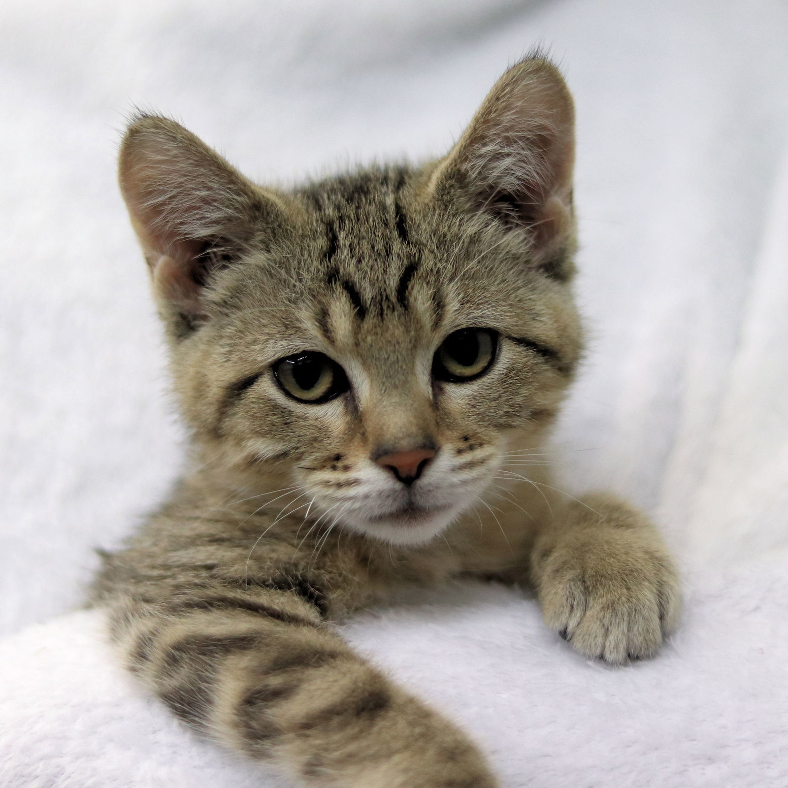 Irma, an adoptable Domestic Short Hair in Estherville, IA, 51334 | Photo Image 3