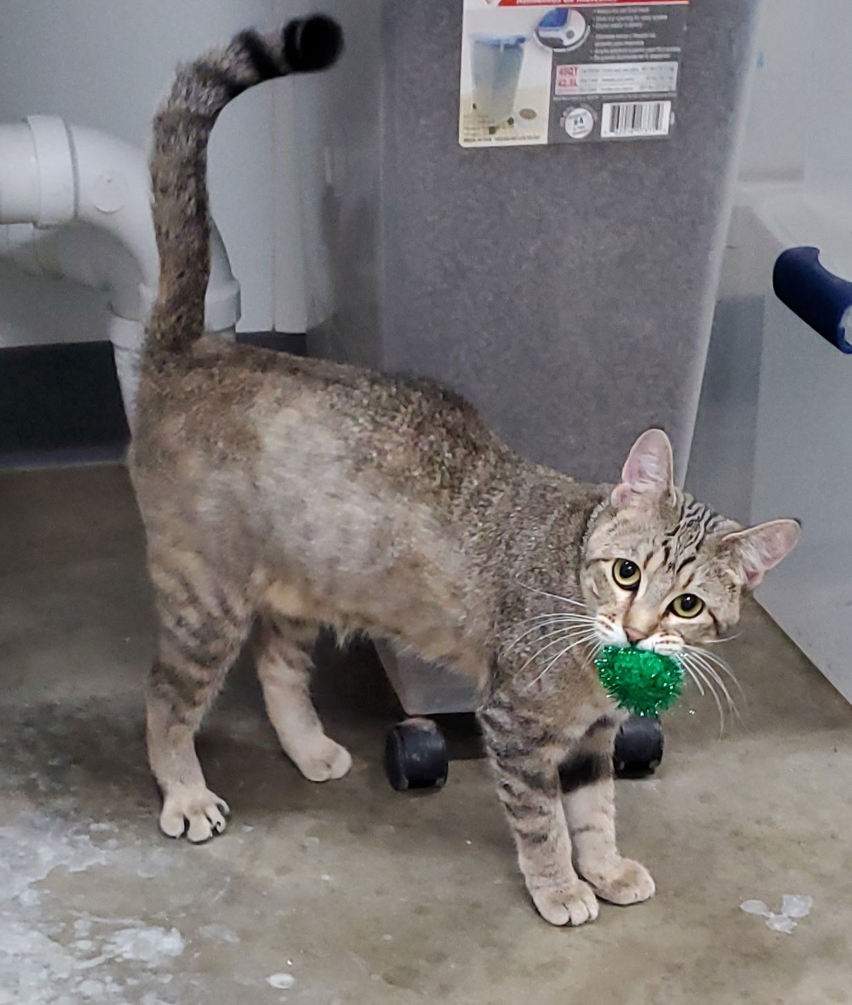 Irma, an adoptable Domestic Short Hair in Estherville, IA, 51334 | Photo Image 3