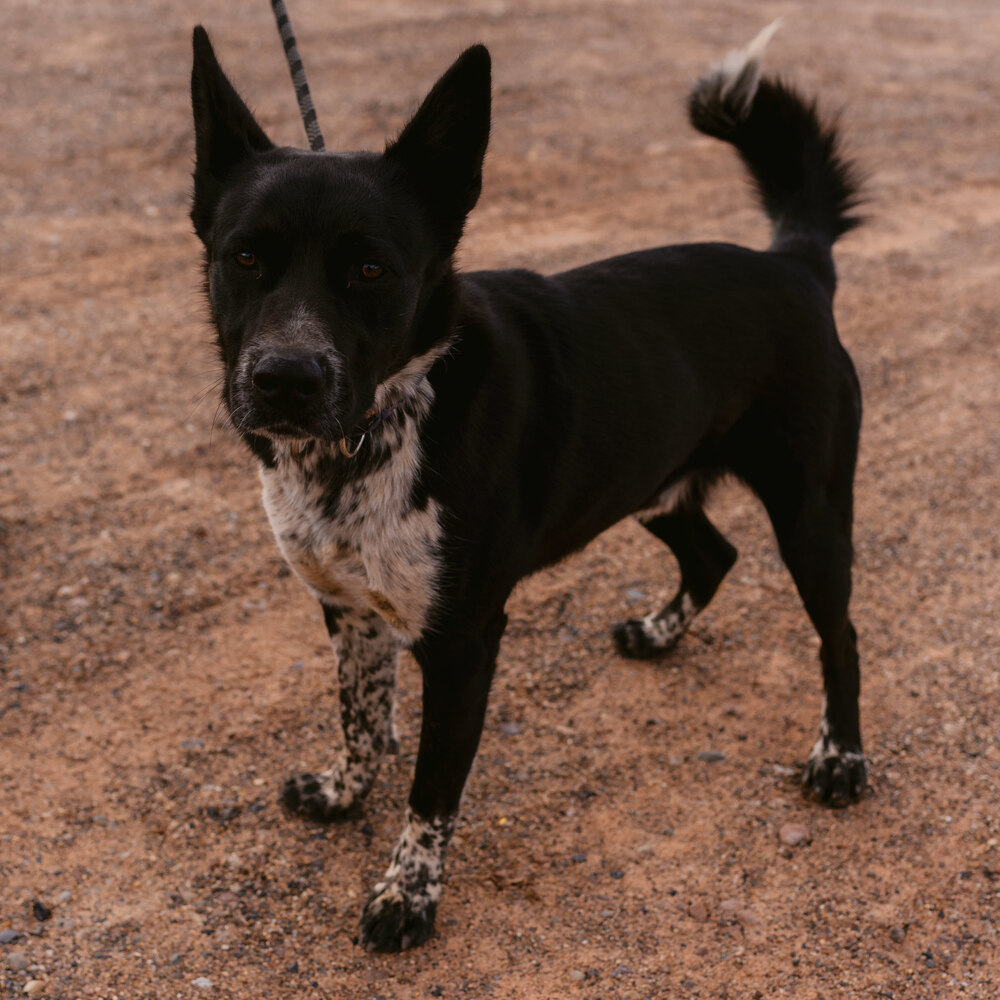 Erebus, an adoptable Cattle Dog in Page, AZ, 86040 | Photo Image 1