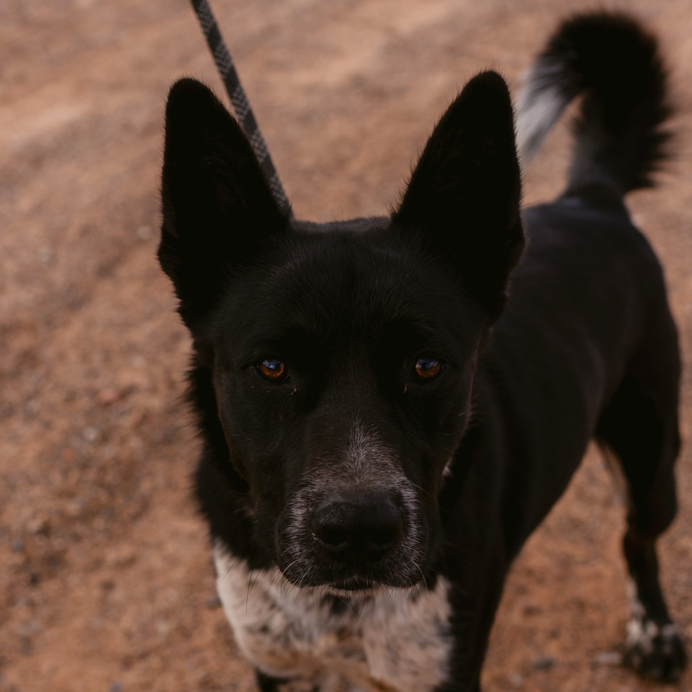 Erebus, an adoptable Cattle Dog in Page, AZ, 86040 | Photo Image 2