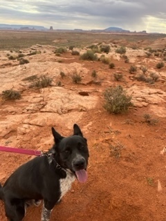 Erebus, an adoptable Cattle Dog in Page, AZ, 86040 | Photo Image 3