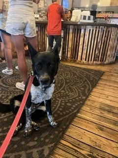 Erebus, an adoptable Cattle Dog in Page, AZ, 86040 | Photo Image 4