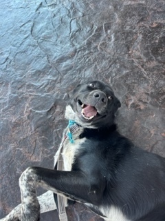 Erebus, an adoptable Cattle Dog in Page, AZ, 86040 | Photo Image 6