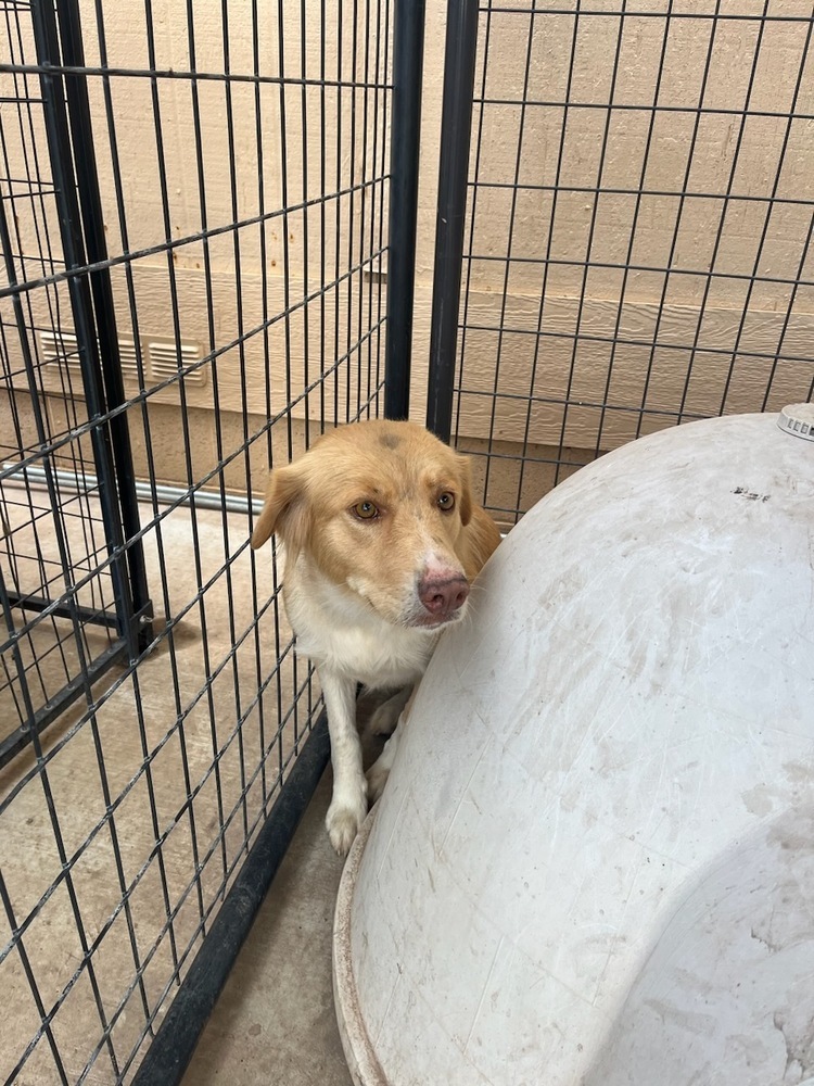 Sandy, an adoptable Labrador Retriever, Mixed Breed in Page, AZ, 86040 | Photo Image 1