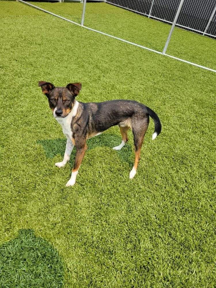 Huk (fka Plato), an adoptable Terrier in Wausau, WI, 54401 | Photo Image 4
