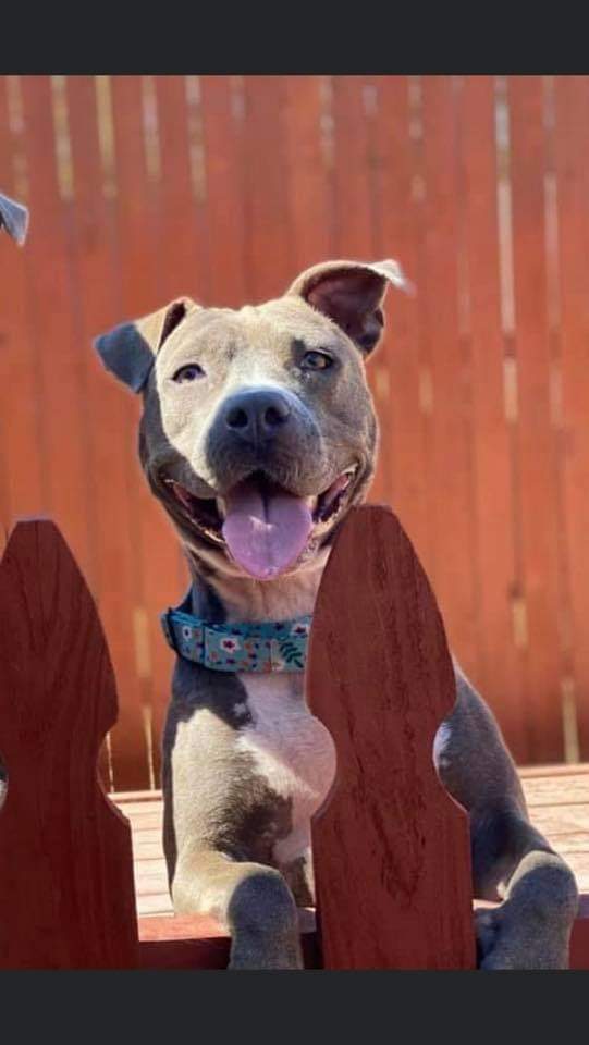 Raine, an adoptable Pit Bull Terrier in Wausau, WI, 54401 | Photo Image 1