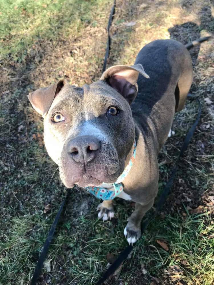 Raine, an adoptable Pit Bull Terrier in Wausau, WI, 54401 | Photo Image 2