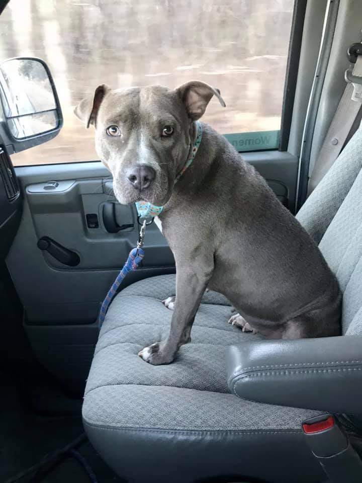 Raine, an adoptable Pit Bull Terrier in Wausau, WI, 54401 | Photo Image 4