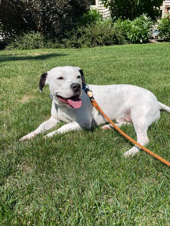 Dog for adoption - Walter, a Pit Bull Terrier & Basset Hound Mix in ...