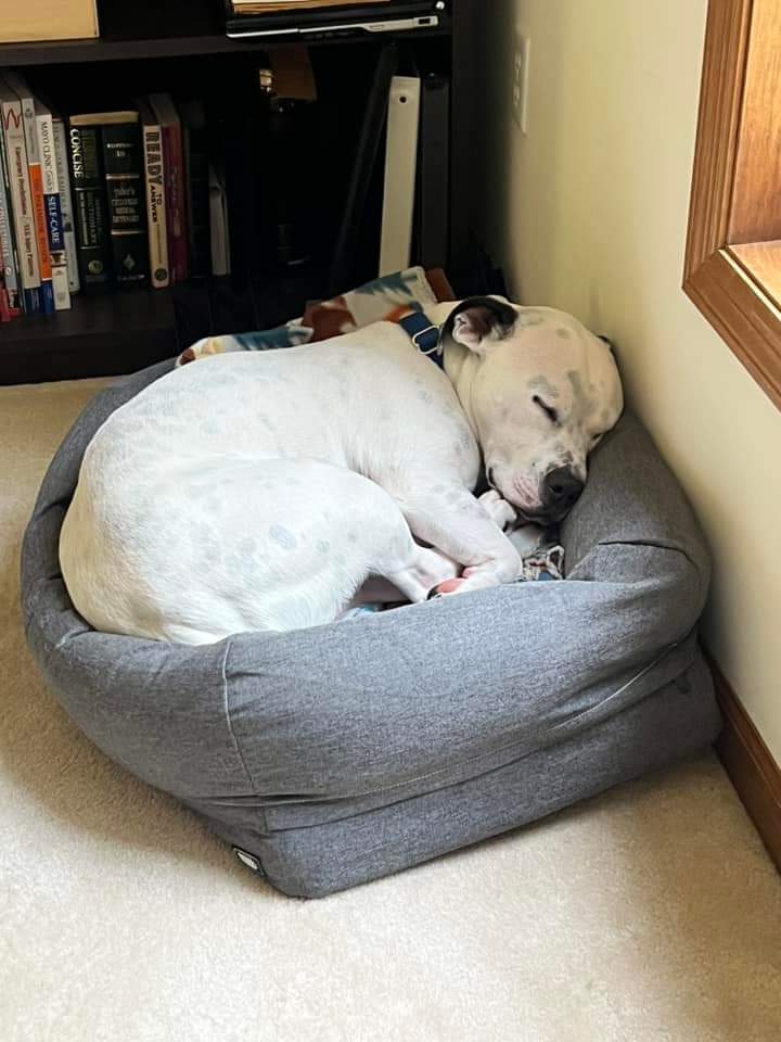 Walter, an adoptable Pit Bull Terrier, Basset Hound in Wausau, WI, 54401 | Photo Image 2