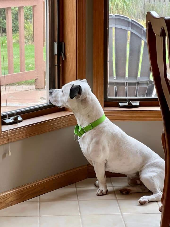 Walter, an adoptable Pit Bull Terrier, Basset Hound in Wausau, WI, 54401 | Photo Image 3