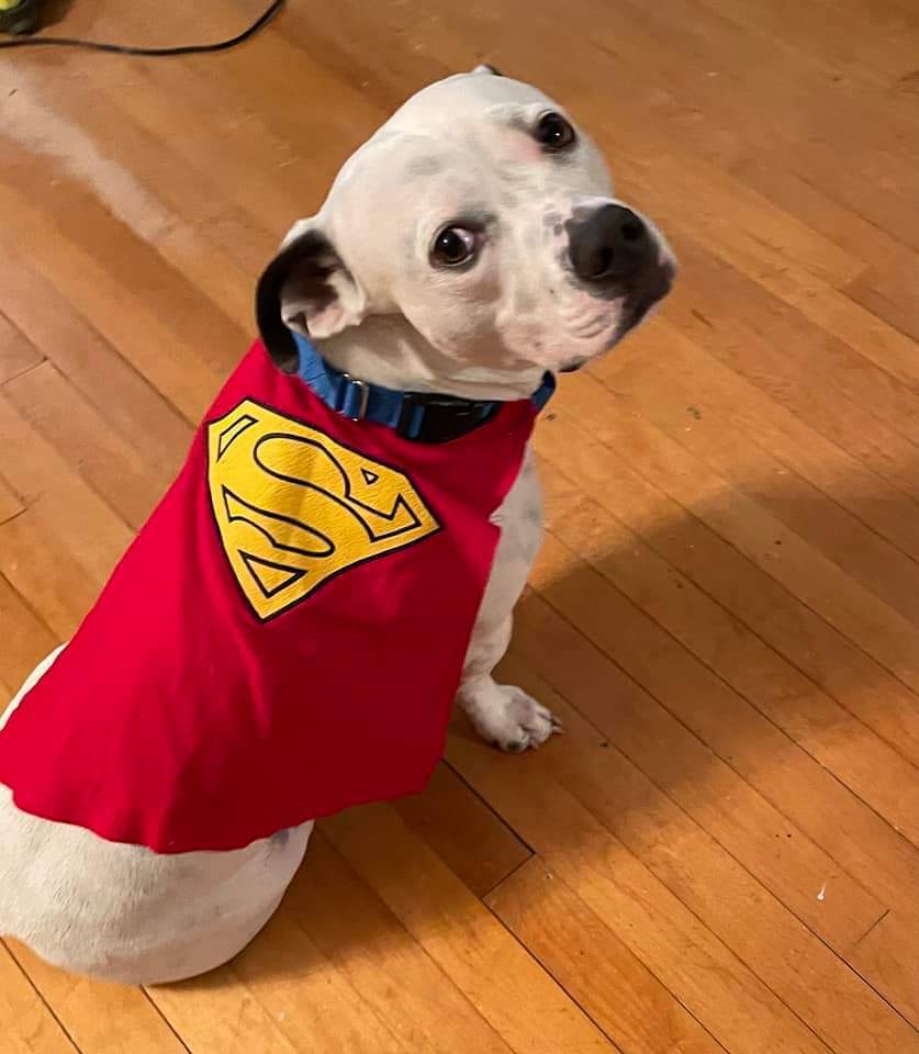 Walter, an adoptable Pit Bull Terrier, Basset Hound in Wausau, WI, 54401 | Photo Image 4