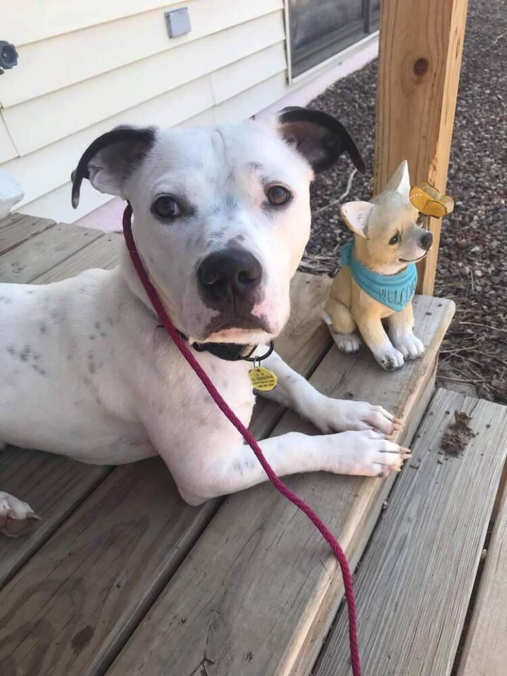 Pitbull basset hound mix 2024 adoption