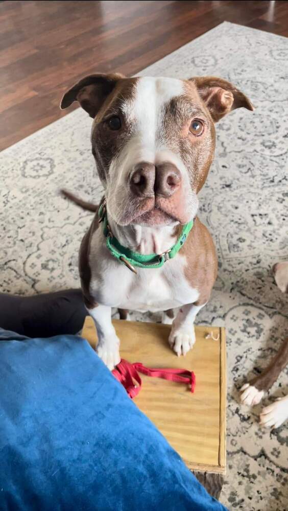 Rayden, an adoptable Mixed Breed in Wausau, WI, 54401 | Photo Image 1