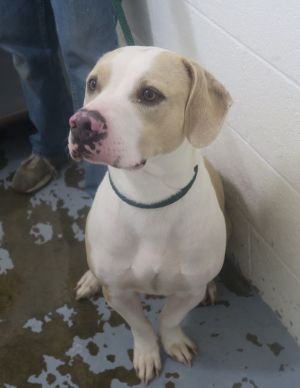 Dog for adoption - Hank 168936 , a Pit Bull Terrier Mix in Ravenna, OH