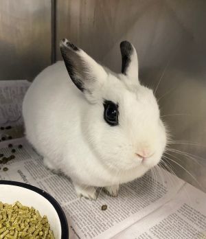 Rabbit for adoption - Serama , a Bunny Rabbit in Jersey City, NJ