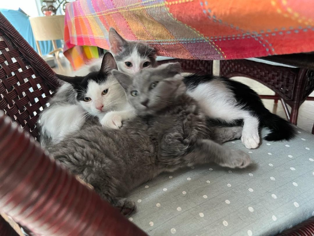 Need foster for incoming cats and kittens
