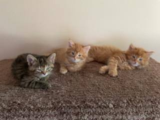 Need foster for incoming cats and kittens