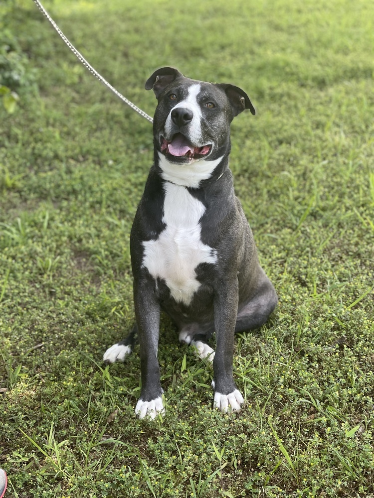 Huey, an adoptable American Bulldog, Boxer in Boulder, CO, 80305 | Photo Image 5