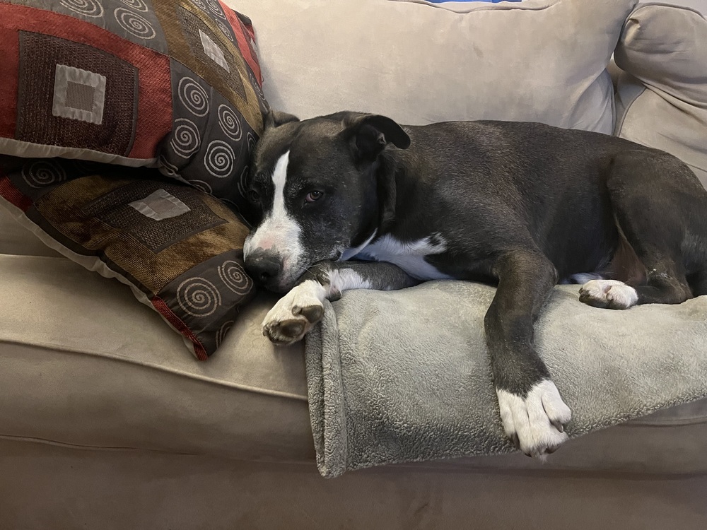 Huey, an adoptable American Bulldog, Boxer in Boulder, CO, 80305 | Photo Image 6