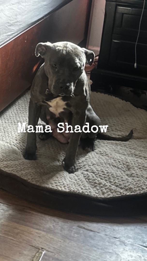 Mama Shadow