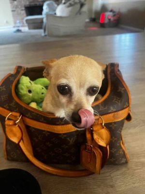 so cute in my louis vuitton  Dogs, Cute chihuahua, Dogs and puppies
