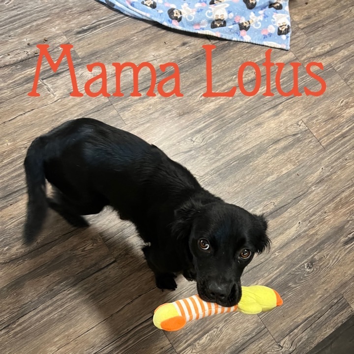 Mama Lotus