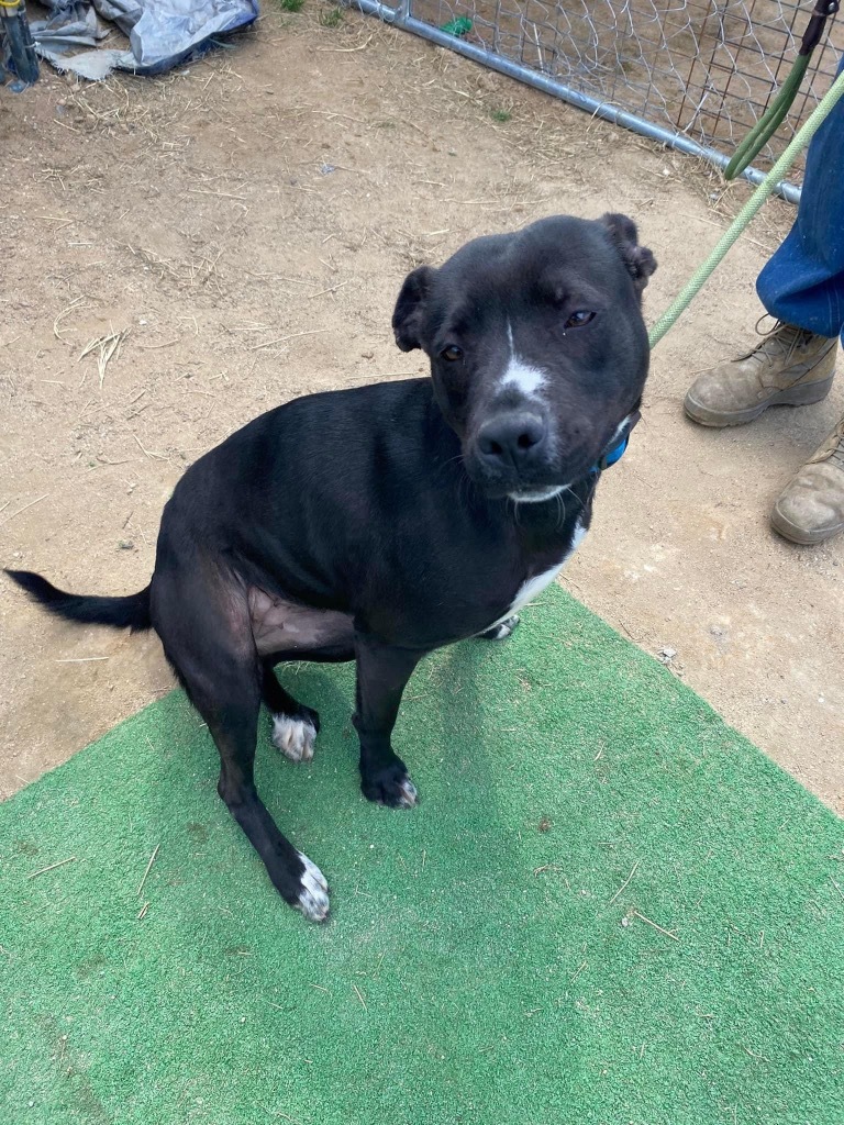 H421, an adoptable Terrier in Mullins, SC, 29574 | Photo Image 1