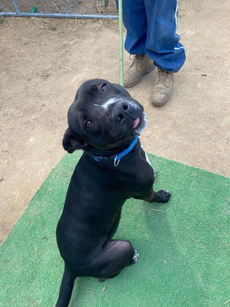 H421, an adoptable Terrier in Mullins, SC, 29574 | Photo Image 2