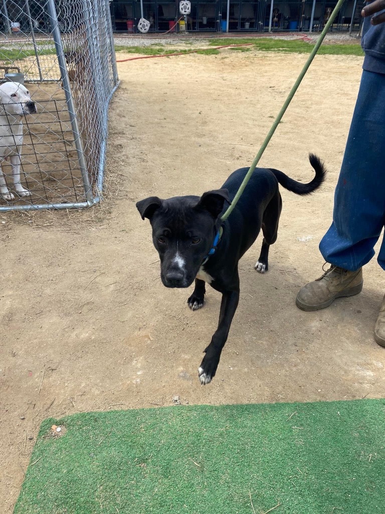 H421, an adoptable Terrier in Mullins, SC, 29574 | Photo Image 3