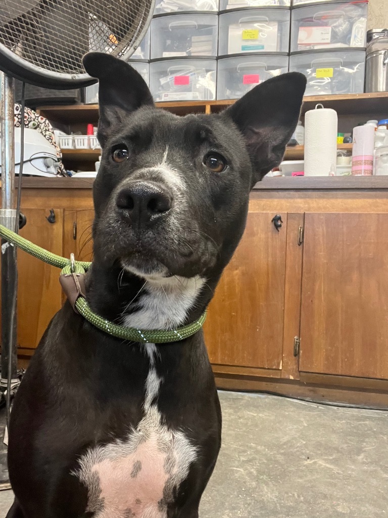 H421, an adoptable Terrier in Mullins, SC, 29574 | Photo Image 4