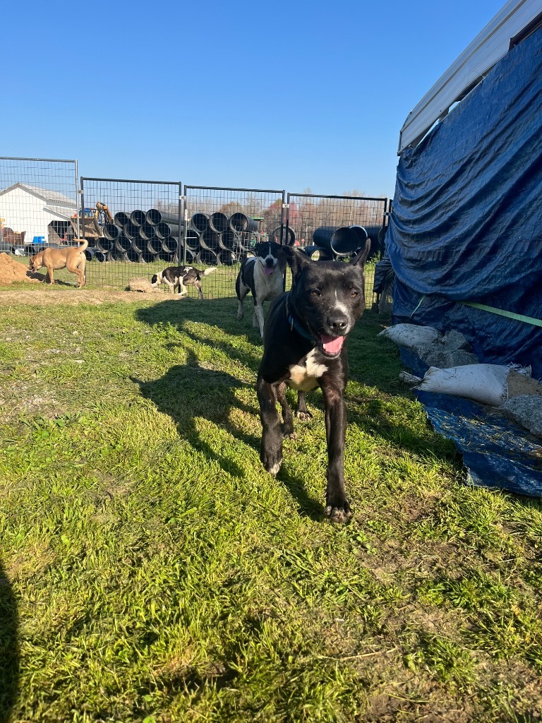 H421, an adoptable Terrier in Mullins, SC, 29574 | Photo Image 5