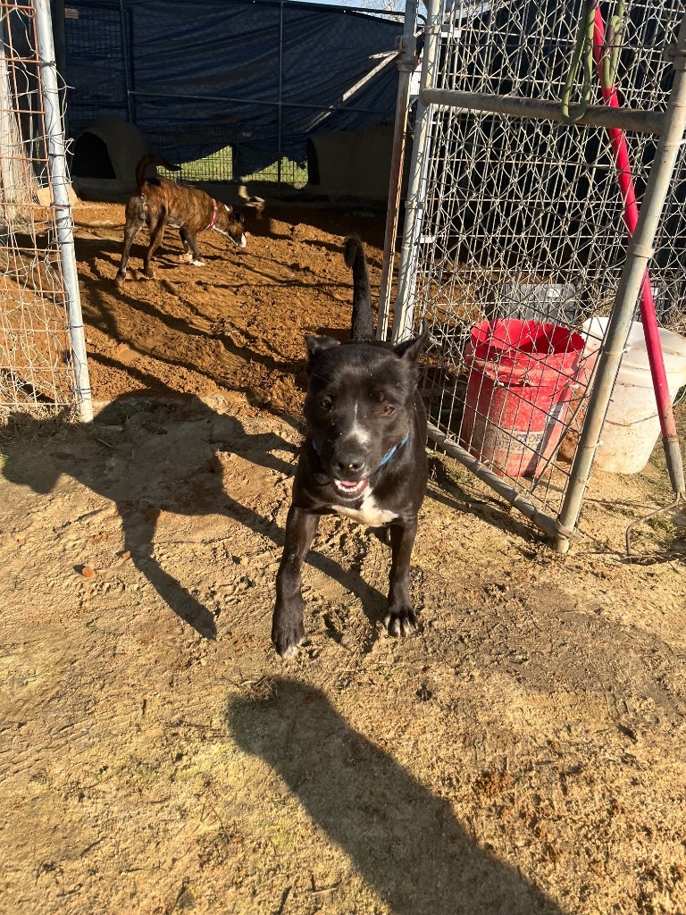 H421, an adoptable Terrier in Mullins, SC, 29574 | Photo Image 6