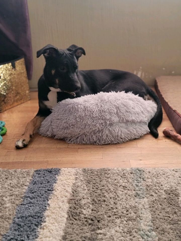 Dog for adoption Rosie, a Rottweiler & Labrador Retriever Mix in