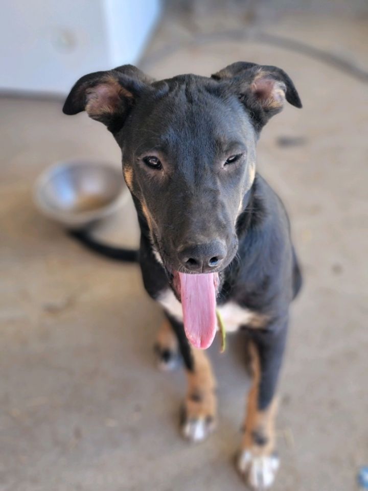 Dog for adoption Rosie, a Rottweiler & Labrador Retriever Mix in