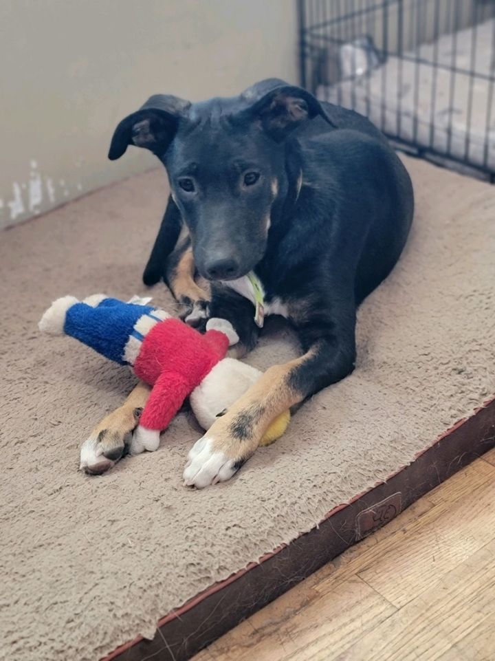 Dog for adoption Rosie, a Rottweiler & Labrador Retriever Mix in