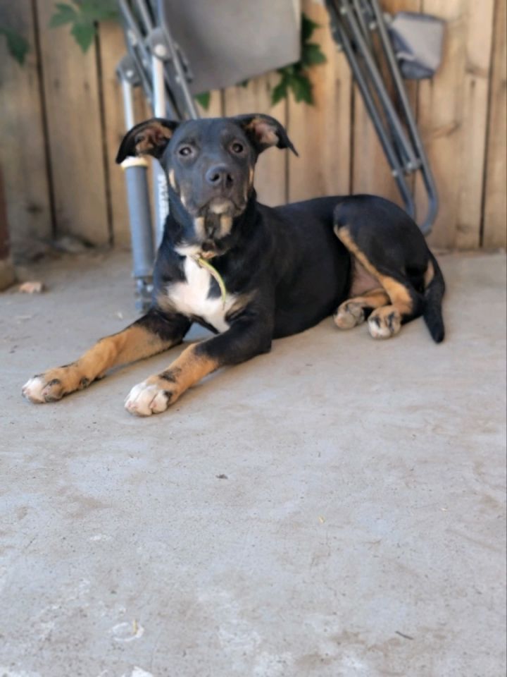 Dog for adoption Rosie, a Rottweiler & Labrador Retriever Mix in