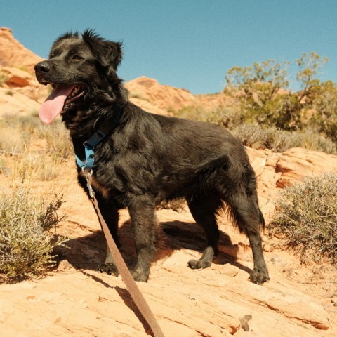 Akela, an adoptable Mixed Breed in Moab, UT, 84532 | Photo Image 1