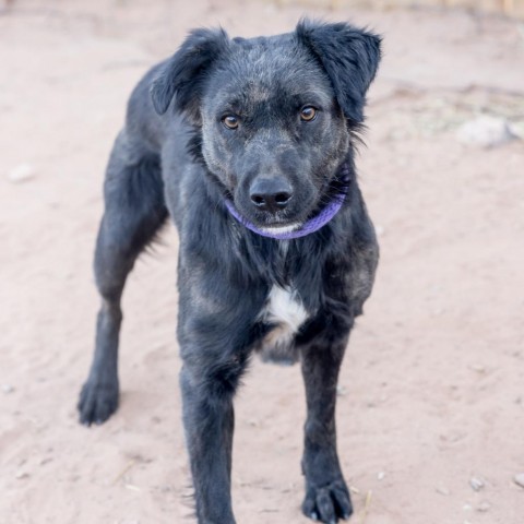 Akela, an adoptable Mixed Breed in Moab, UT, 84532 | Photo Image 5