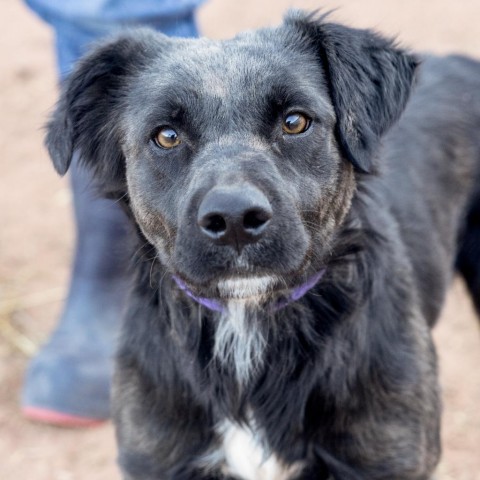 Akela, an adoptable Mixed Breed in Moab, UT, 84532 | Photo Image 6