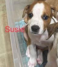 Susie, an adopted Mixed Breed in North Augusta, SC_image-3