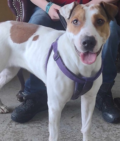 Wednesday, an adoptable Patterdale Terrier / Fell Terrier in La Harpe, KS, 66751 | Photo Image 2