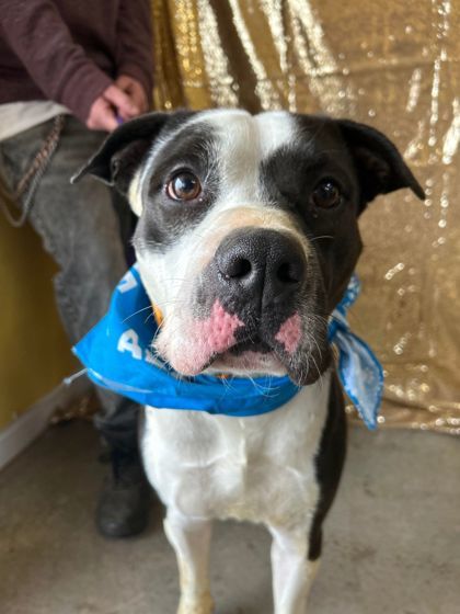 Malik, an adoptable Pit Bull Terrier, Mixed Breed in La Harpe, KS, 66751 | Photo Image 1