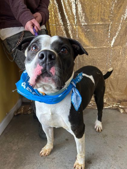 Malik, an adoptable Pit Bull Terrier, Mixed Breed in La Harpe, KS, 66751 | Photo Image 2